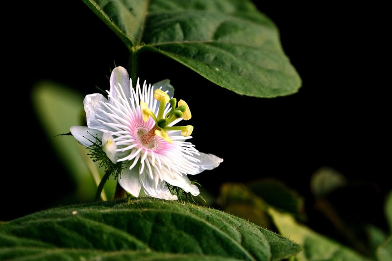 Cultivating Passions